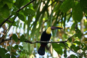 Parque-Nacional-de-Tortuguero-y-su-Increible-Fauna-scaled-min